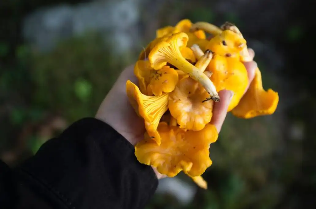 Mushrooms Foraged in Sweden Could Aid Research on Chernobyl Fallout